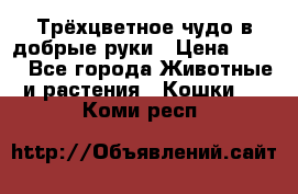 Трёхцветное чудо в добрые руки › Цена ­ 100 - Все города Животные и растения » Кошки   . Коми респ.